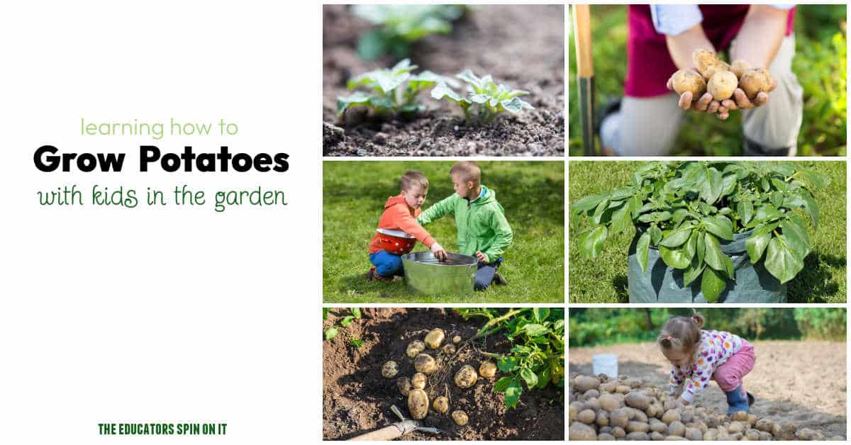Hands-On Science: Grow Potatoes with Kids for Learning Fun